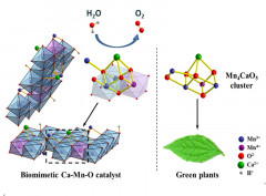 The Architecture of Biomimetic Water Oxidation Catalyst with Mn4CaO5 Cluster-like Structure Unit