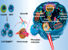 Bortezomib-Encapsulated CuS/Carbon Dot Nanocomposites for Enhanced Photothermal Therapy via Stabilization of Polyubiquitinated Substrates in the Proteasomal Degradation Pathw [...]