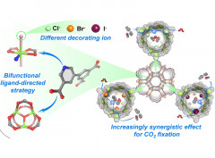 Indium-Organic Frameworks Based on Dual Secondary Building Units Featuring Halogen-Decorated Channels for Highly Effective CO2 Fixation