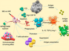 Tumor-Associated-Macrophage-Membrane-Coated Nanoparticles for Improved Photodynamic Immunotherapy