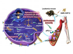 Gold Nanorods Exhibit Intrinsic Therapeutic Activity via Controlling N6-Methyladenosine-Based Epitranscriptomics in Acute Myeloid Leukemia