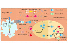 Periodic Mesoporous Organosilica as a Nanoadjuvant for Subunit Vaccines Elicits Potent Antigen-Specific Germinal Center Responses by Activating Naive B Cells