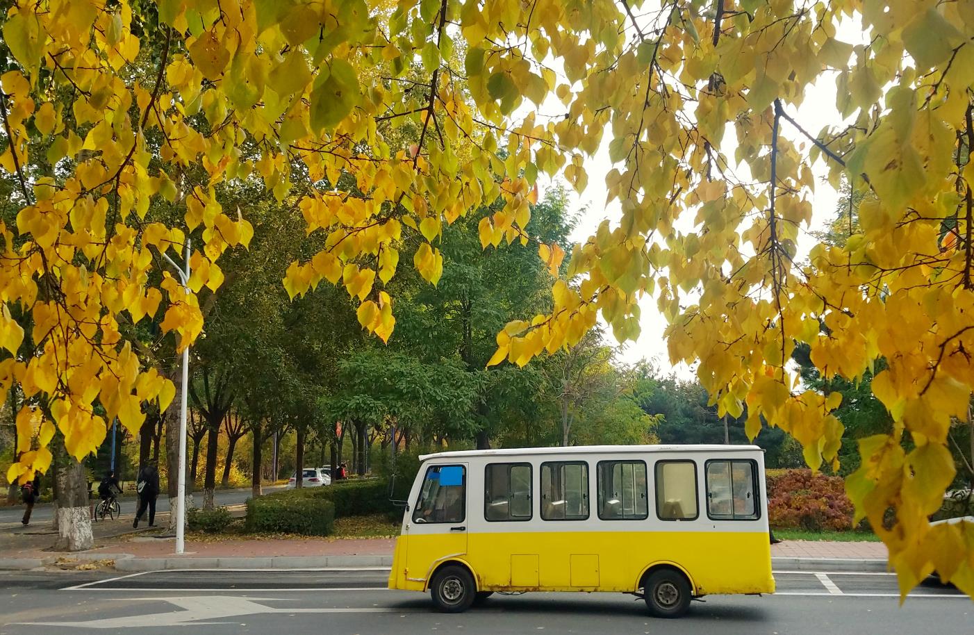 校车（中心校区）